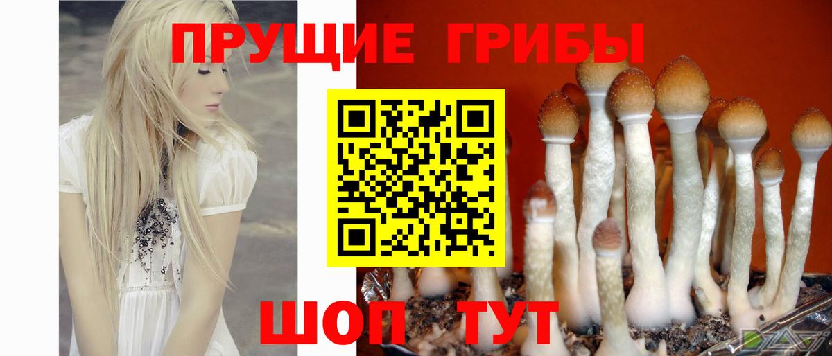 Псилоцибиновые грибы Cubensis  Зерноград 